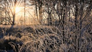 Winterliche Landschaft mit frostbedeckten Ästen und Gräsern im Vordergrund. Die tief stehende Sonne strahlt durch die Bäume und erzeugt ein warmes, goldenes Licht, das einen schönen Kontrast zur eisigen Kälte der Szene bildet.