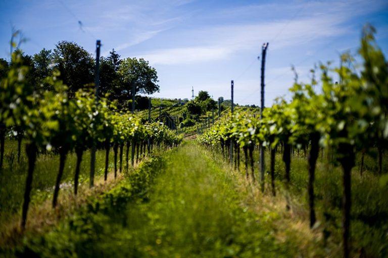 Eine Ode an Wein und Kultur: Jubiläums-Weinwanderung in Heidelberg-Rohrbach