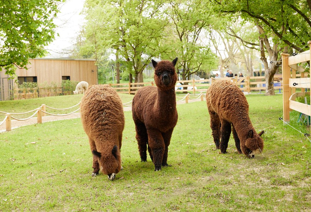 BUGA 23 in Mannheim: Ein Freizeitparadies für Familien 230501 Alpakas im Luisenpark %C2%A9 BUGA 23 Lukac Diehl 8 2