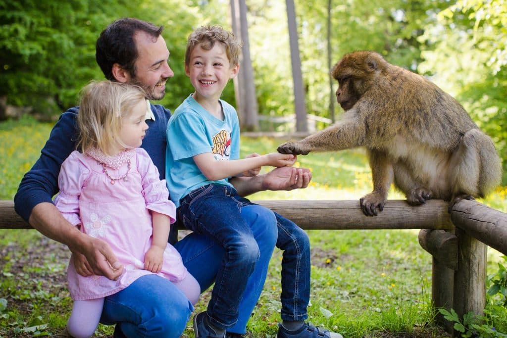 Ausflugstipp: Wochenendausflug zum Affenberg Salem – eine Begegnung mit der Natur 2 Mit den Affen auf Tuchfühlung gehen auf dem Affenberg Salem