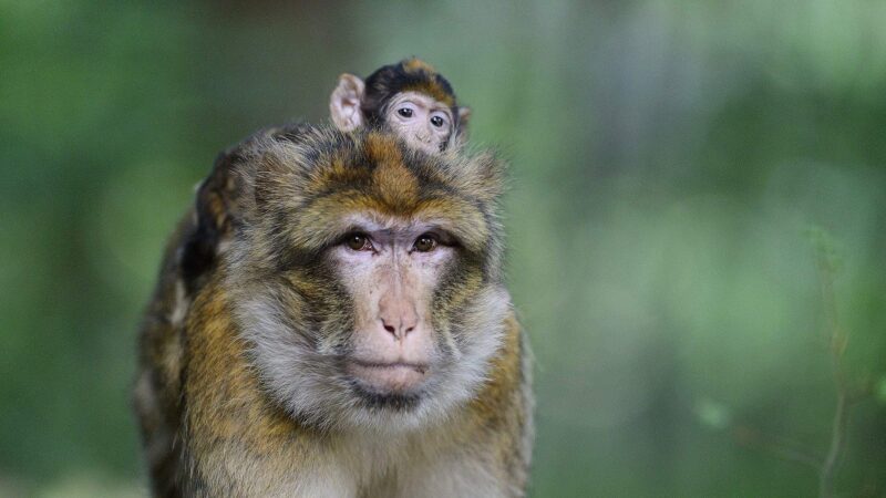 Berberaffe mit Kind auf dem Rücken
