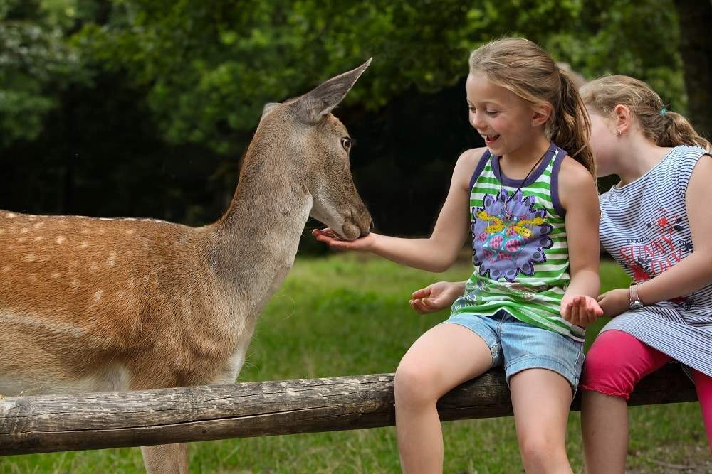 Ausflugstipp: Wochenendausflug zum Affenberg Salem – eine Begegnung mit der Natur 1 Die Damwildherde auf dem Affenberg - einzelne Tiere lassen sich sogar Füttern. Ein Erlebnis für groß und klein.