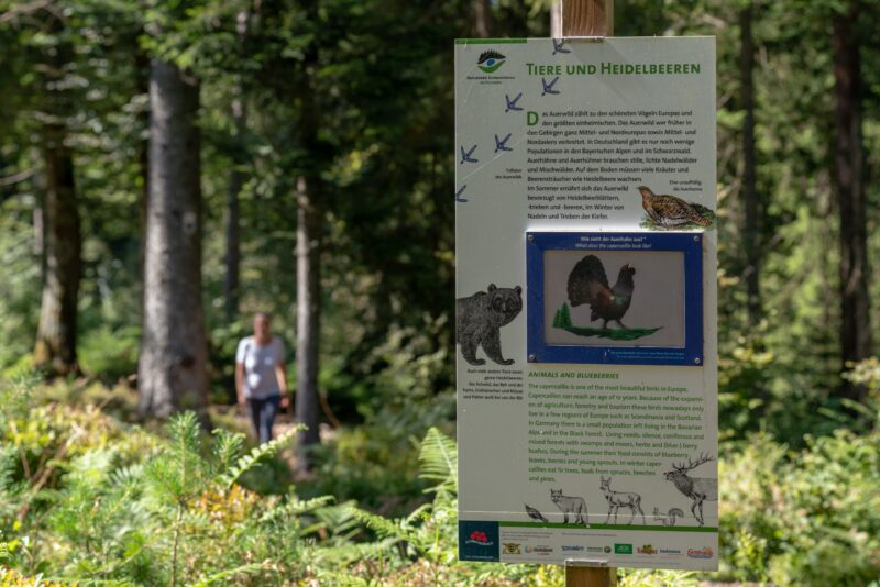 Informationsschild über Tiere und Heidelbeeren im Wald.
