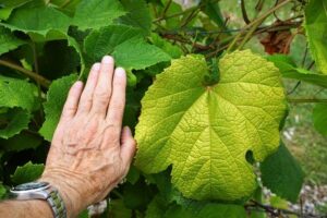 Hand berührt ein großes grünes Blatt einer Pflanze.