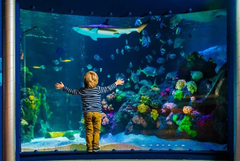 Ein Kind steht vor einem großen Aquarium mit bunten Fischen und Korallen.