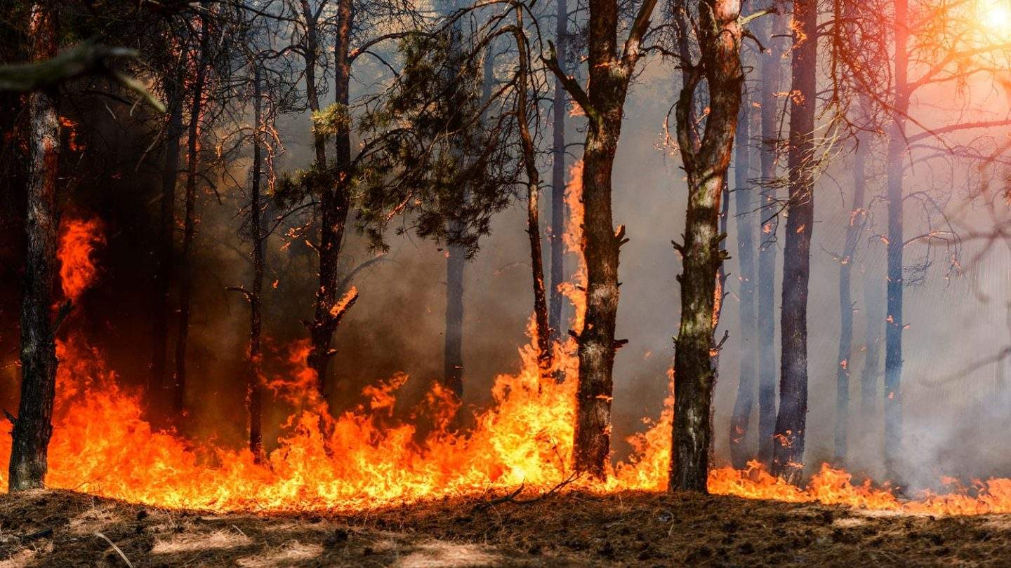 Hitze & Trockenheit: Waldbrandgefahr erreicht in Baden-Württemberg kritisches Level – Warnstufe 5 in Freiburg!