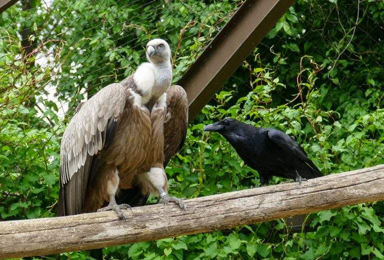 Geier im Zoo Heidelberg: Ein Blick auf die majestätischen Himmelssegler