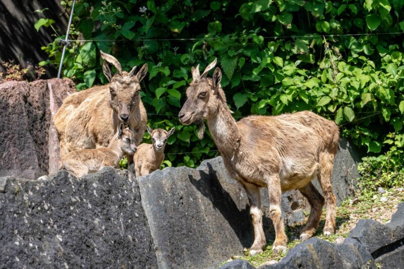 Zwei Ziegen mit zwei Zicklein in einer grünen Umgebung.