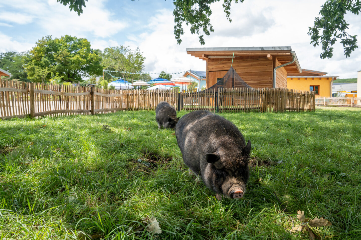 Zwei schwarze Schweine grasen auf einer Wiese vor einem Holzgebäude.