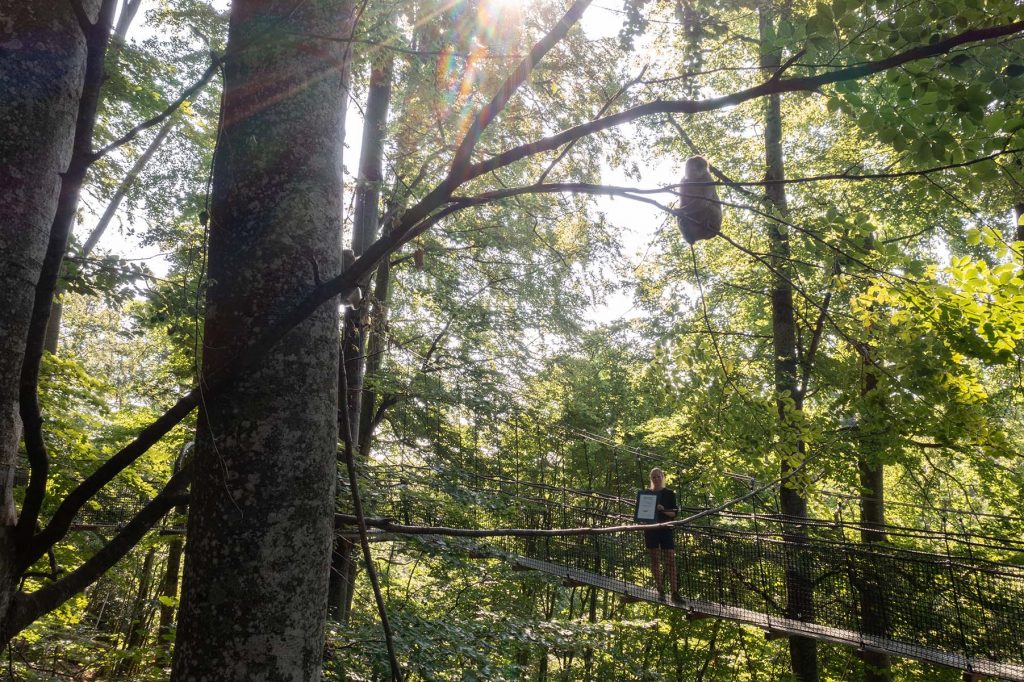 Affenberg Salem: Ein preisgekröntes Erlebnis hoch in den Bäumen DJI 0056 2