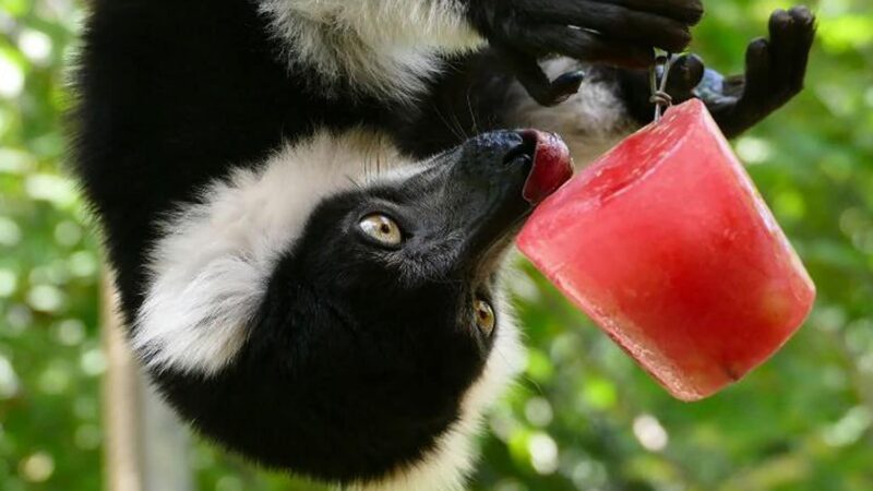 Gürtelvari schleckt ein leckeres Fruchteis (Foto: Petra Medan)