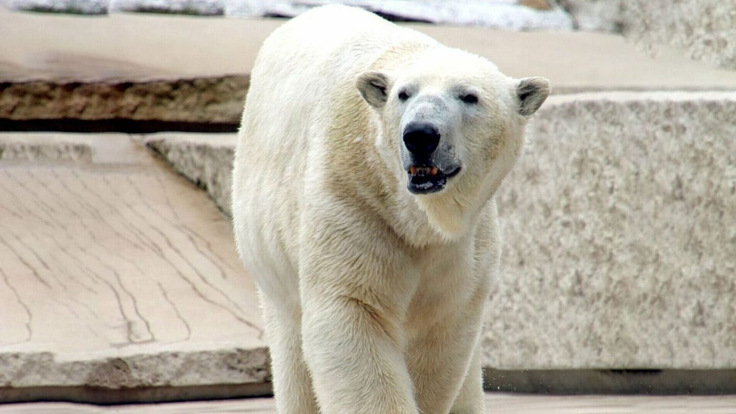 Kap Eisbär IM Zoo Karlsruhe
