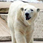 Hoffnung für die Eisbären-Babys in Karlsruhe: „Mindestens ein Jungtier lebt noch!“ Hoffnung für die Eisbären-Babys in Karlsruhe: „Mindestens ein Jungtier lebt noch!“