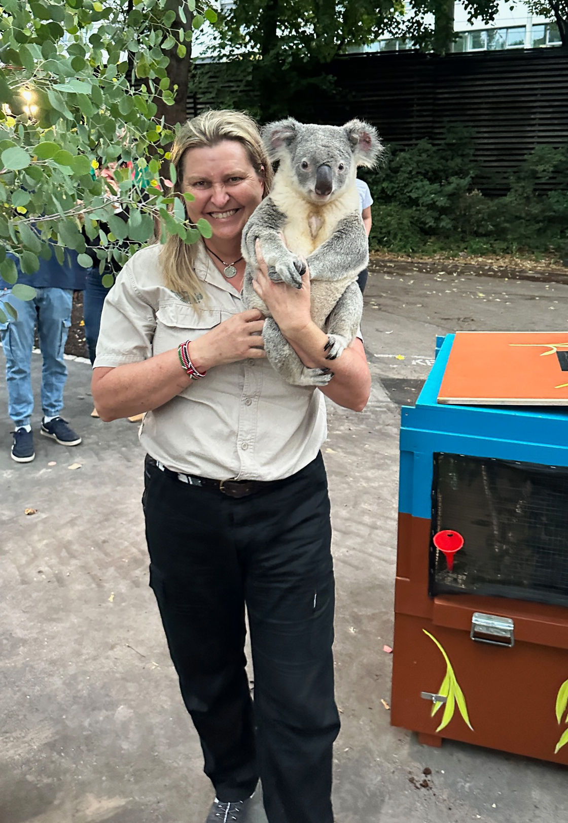 Die Koalas sind in der Wilhelma in Stuttgart angekommen.Tierpflegern Michelle Barnes hat die Tiere auf ihrem Flug aus Australien begleitet. In der Wilhelma trägt sie einen der Koalas in sein neues Domizil. Foto: Wilhelma Stuttgart / Marcel Schneider