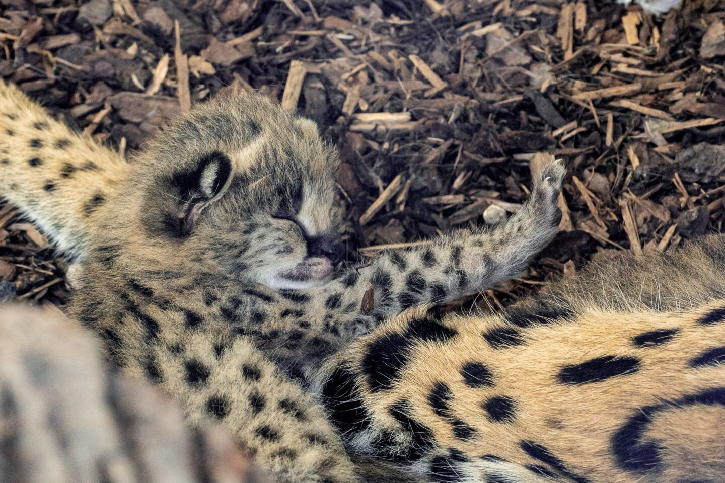 Junges Gepardenkätzchen schläft neben einem anderen Geparden.