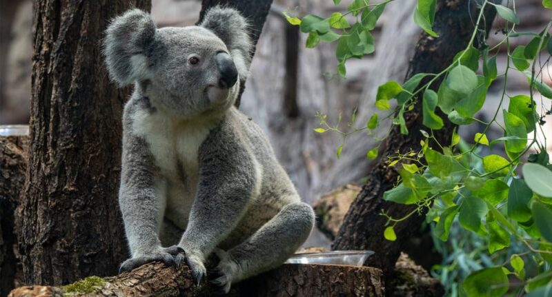Koala sitzt auf einem Baumstamm umgeben von Blättern.