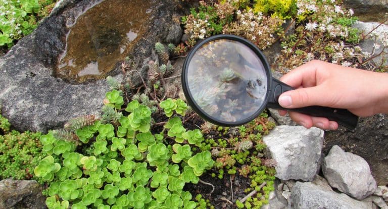 1,4 Millionen Euro: Ein Sprungbrett für Naturschutzprojekte in Baden-Württemberg 1,4 Millionen Euro: Ein Sprungbrett für Naturschutzprojekte in Baden-Württemberg