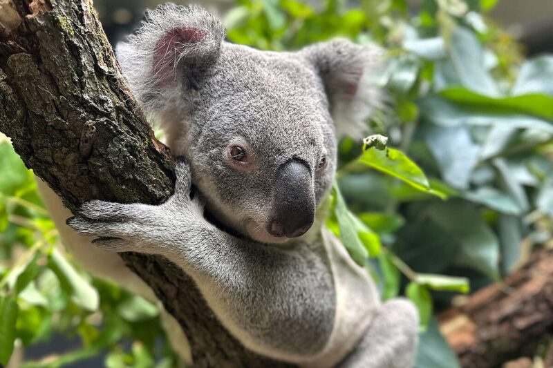 Nahaufnahme eines Koalas, der an einem Baum sitzt.