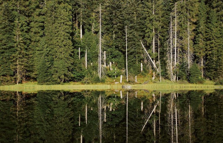 Ein Tag im Leben eines Rangers: Mut, Engagement und Solidarität im Nationalpark Schwarzwald