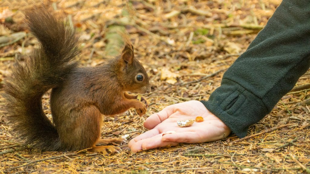 Zarte Begegnungen: Ein neugieriges Eichhörnchen genießt eine Leckerei im zauberhaften Doniswald im Schwarzwald.