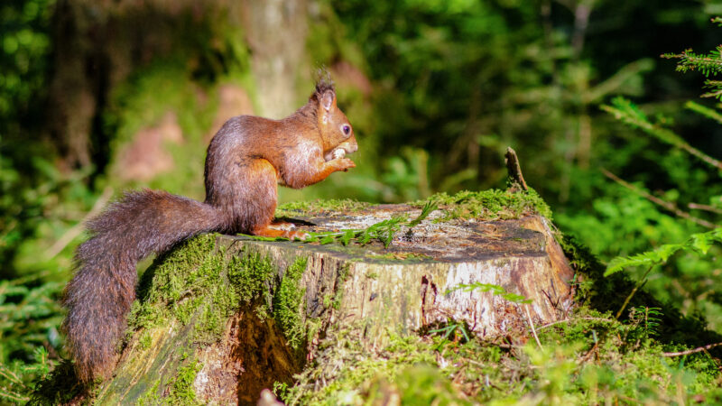 Eichhörnchen sitzt auf einem Baumstumpf im Wald.