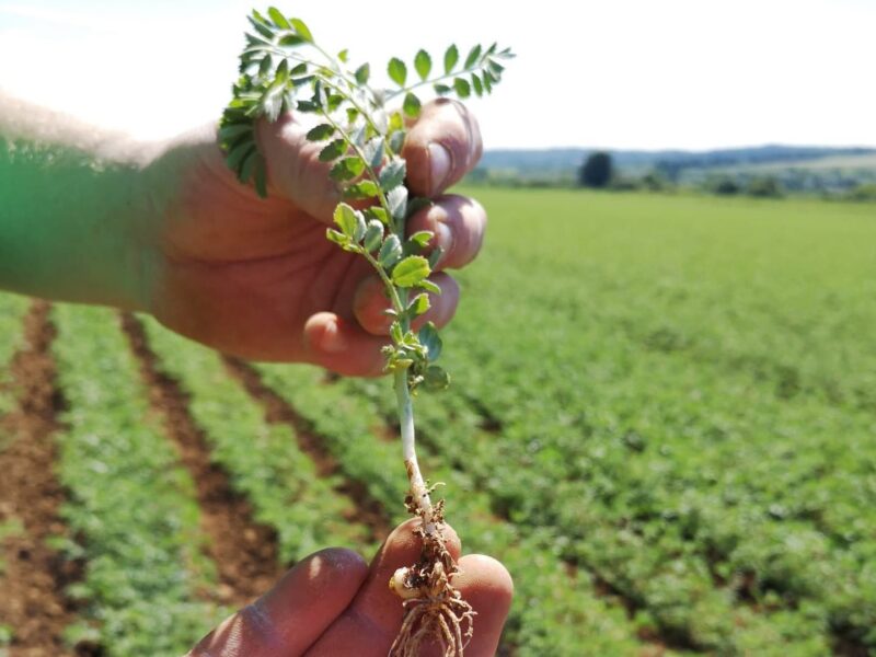 Hand hält eine Pflanze mit Wurzeln auf einem Feld.