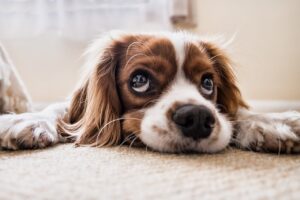 Nahaufnahme eines Hundes mit großen Augen, der auf einem Teppich liegt.