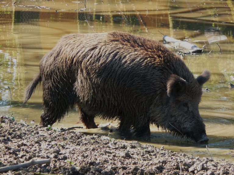 Die Gefahr im Gepäck: Wie ausländische Lebensmittel unsere Schweine in Gefahr bringen!