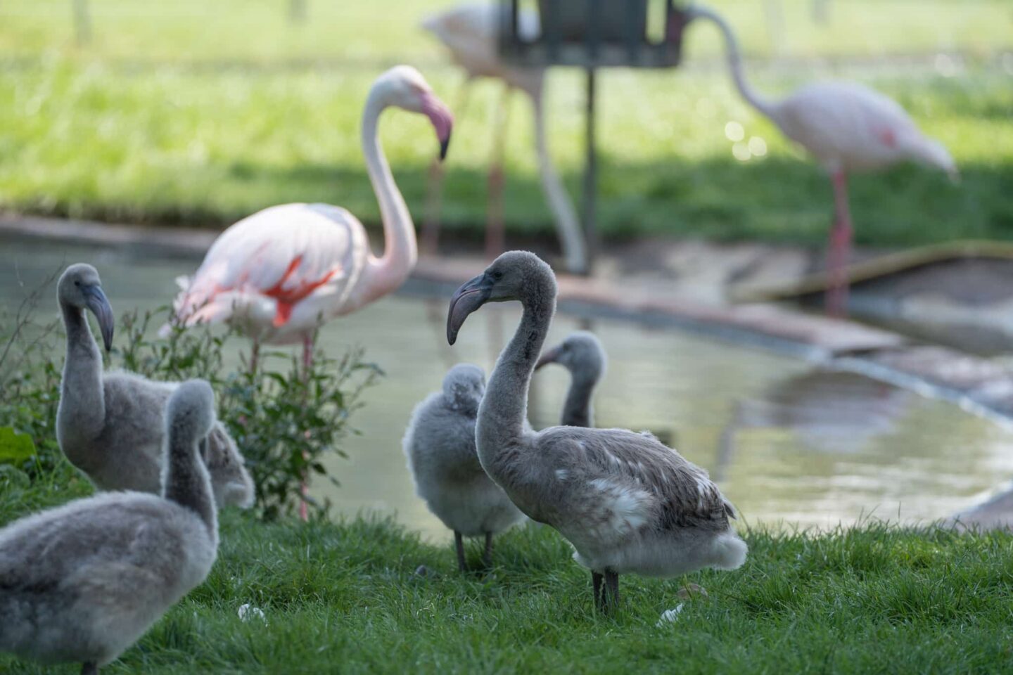 Junge Flamingos stehen am Wasser, während ein ausgewachsener Flamingo im Hintergrund zu sehen ist.