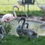 Flamingo-Nachwuchs: Graue Federknäuel erobern die Wilhelma!