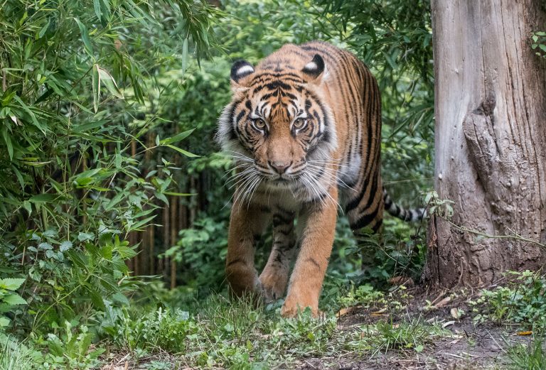 Neuer Tiger-Nachwuchs im Zoo Heidelberg: Ein Hoffnungsschimmer für eine bedrohte Art!