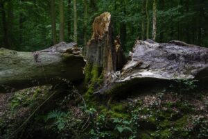 Abgebrochene Baumstämme im Wald, umgeben von grüner Vegetation.