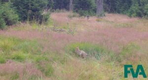 Ein Wolf steht in einem lila-grünen Feld mit Bäumen im Hintergrund.