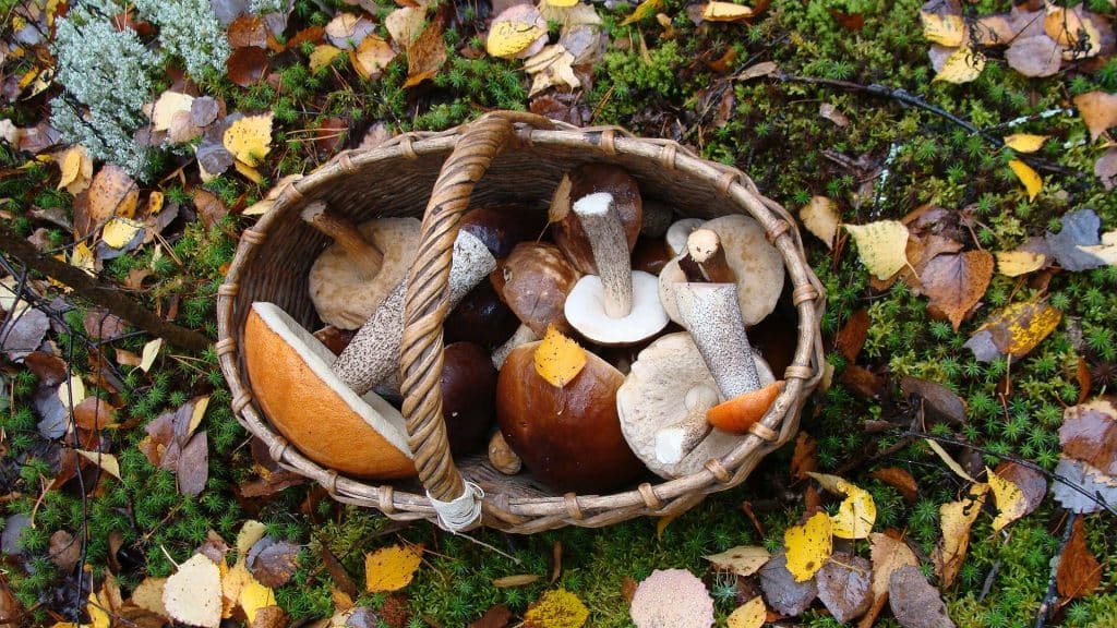 Waldgenuss pur: Pilzsaison in Baden-Württemberg gestartet!