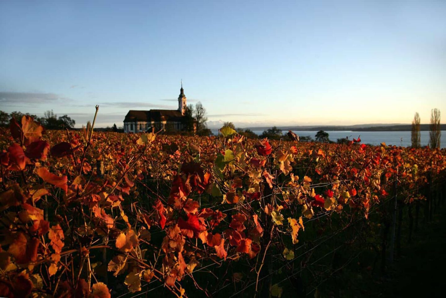 Weinberge mit buntem Laub und einer Kirche im Hintergrund bei Sonnenuntergang.