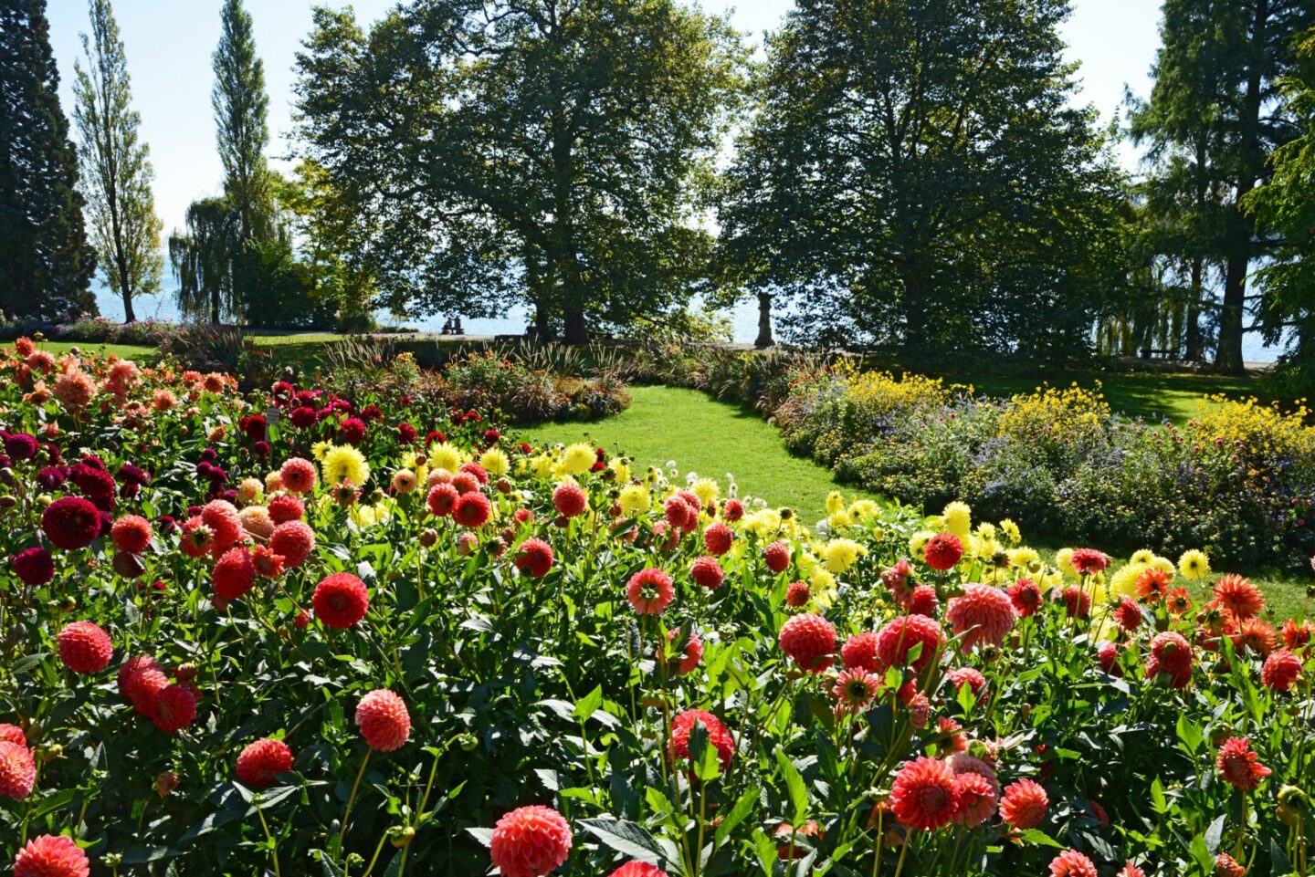 Bunte Blumenwiese mit roten und gelben Dahlien in einem Park.