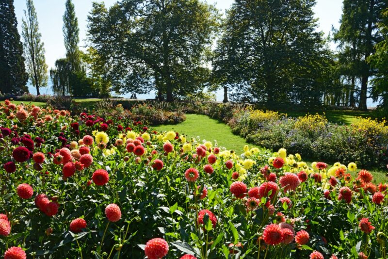 Bunte Blumenwiese mit roten und gelben Dahlien in einem Park.