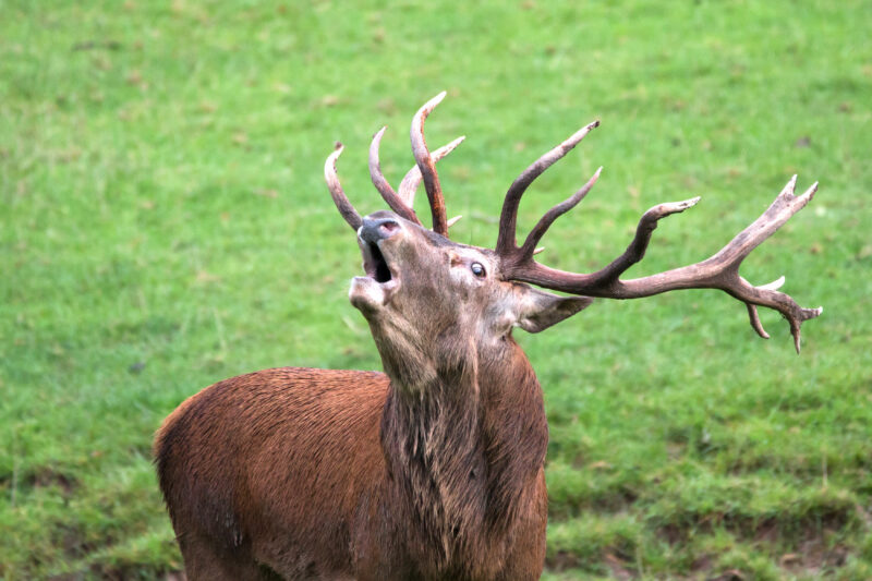Hirsch mit großen Geweih, der in die Höhe schaut.