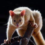 Ein nächtlicher Ausflug in die Terra Australis: Wilhelmas neue goldene Bewohner