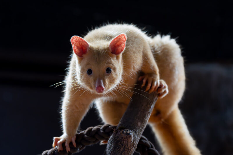Ein gelbes Tier mit großen Ohren klettert auf einem Seil.