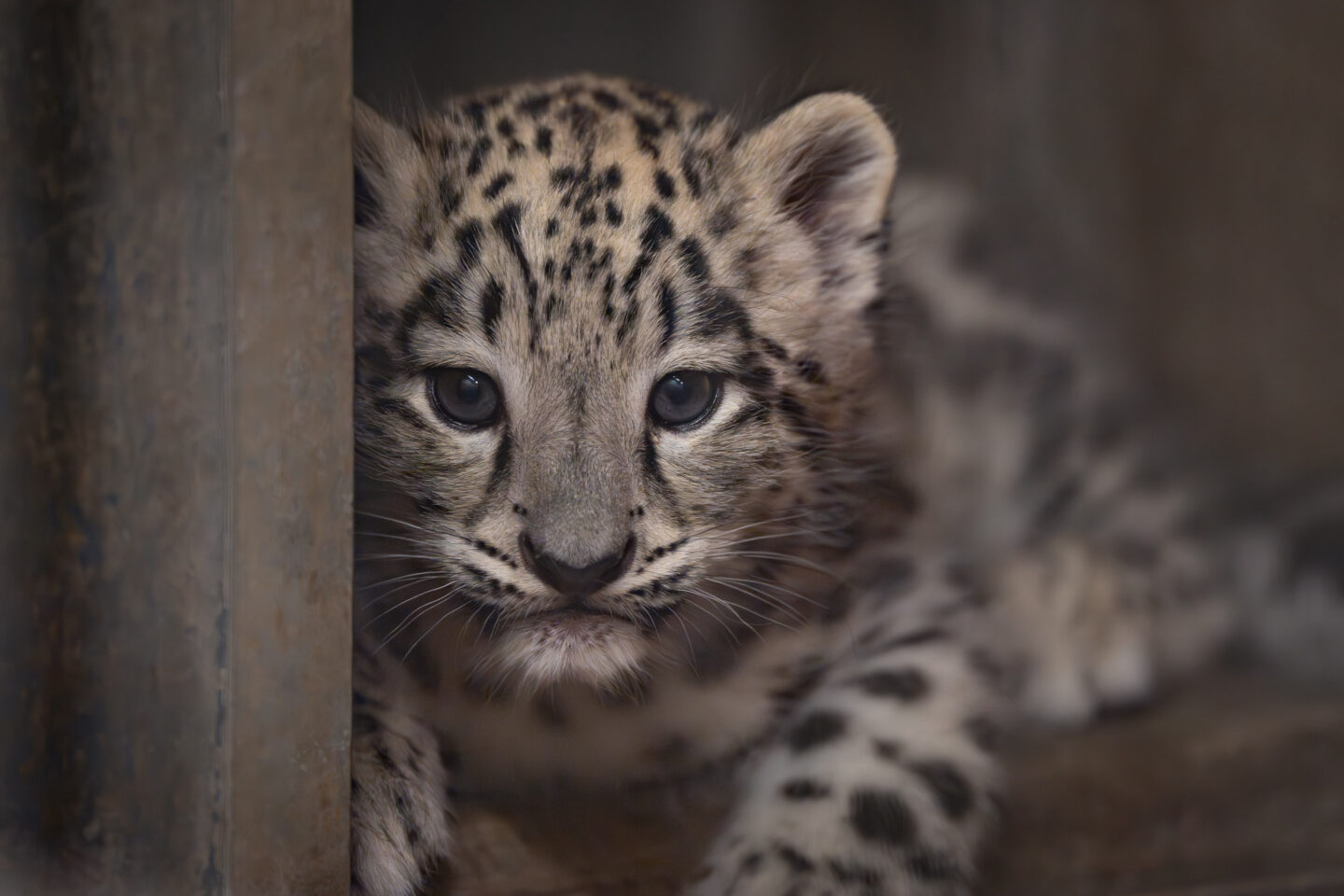 Junges Schneeleopardenbaby schaut neugierig aus seinem Versteck.
