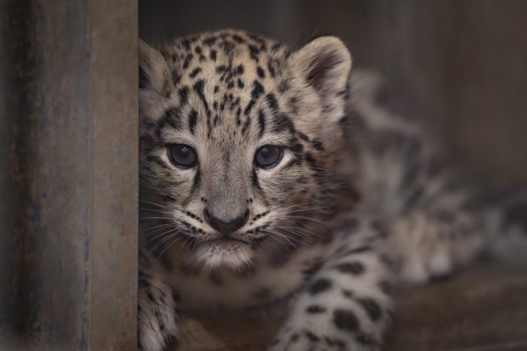 Der Neuzugang, der alle überraschte: Ein Baby-Schneeleopard erobert die Wilhelma!