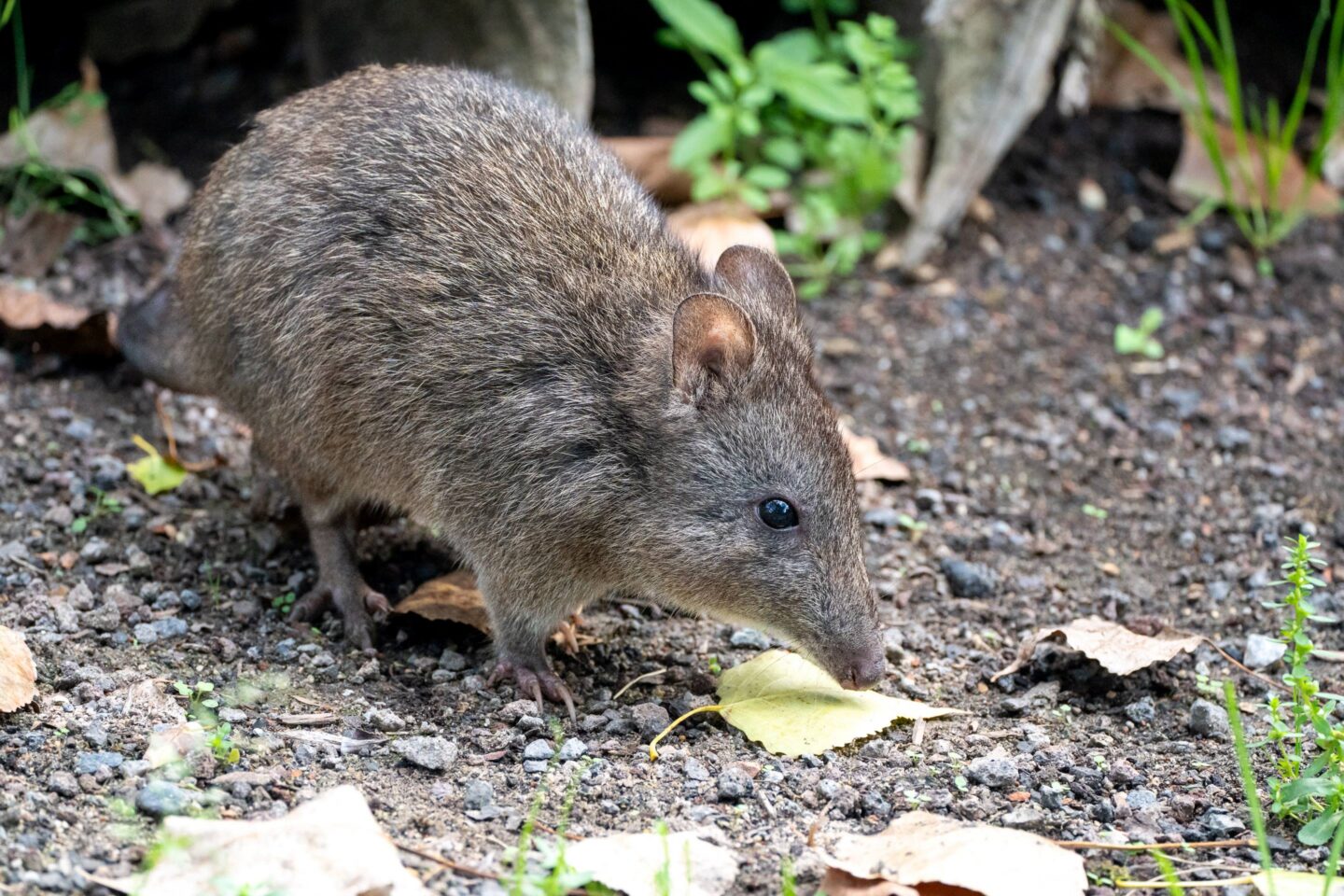Ein kleines Tier mit grauem Fell, das auf dem Boden nach Nahrung sucht.