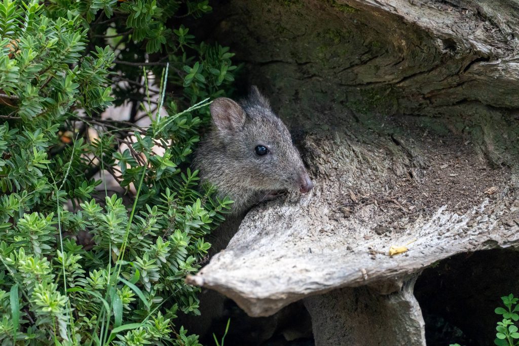 Wilhelma in Stuttgart begrüßt neue Bewohner: Potoroos erobern die Herzen der Besucher KW38b Potoroos 22.09.2023 Bild 3