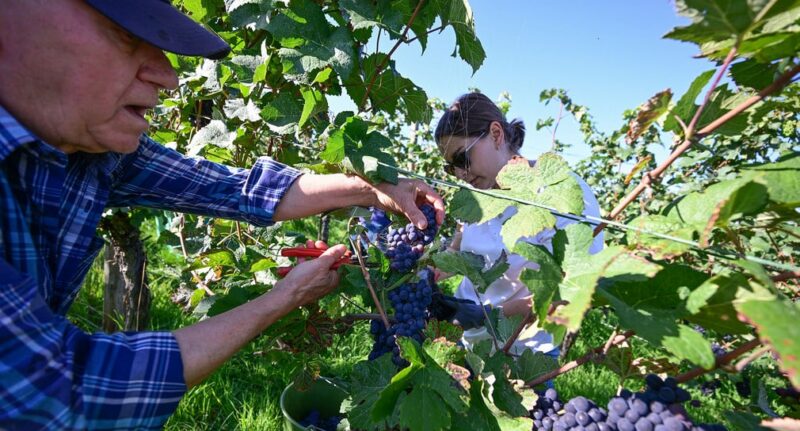 Mann und Frau ernten Trauben in einem Weinberg.