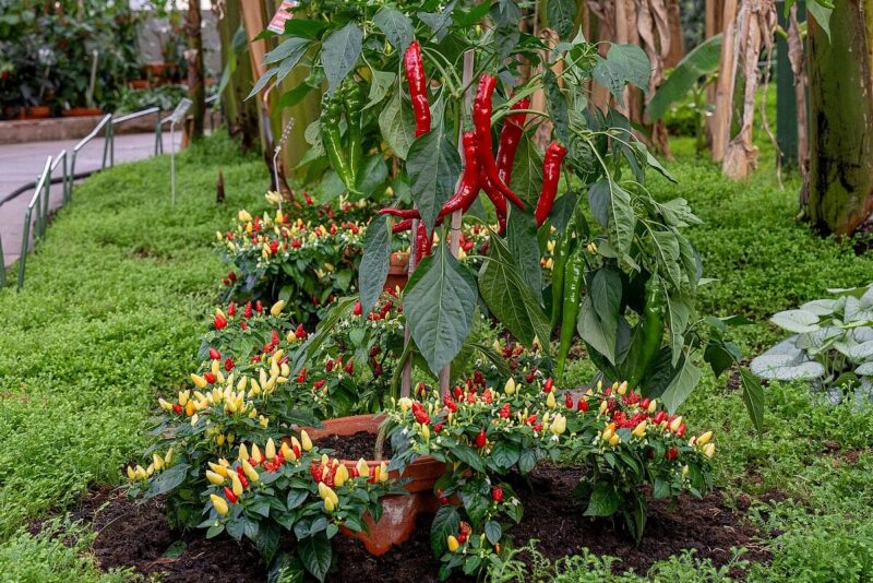 Bunte Chili-Pflanzen in einem Gewächshaus mit roten und gelben Früchten.