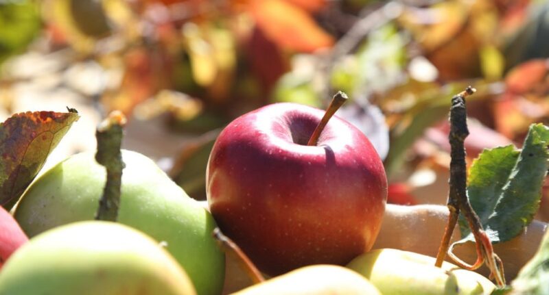 Rote und grüne Äpfel auf einem Tisch mit buntem Herbstlaub.
