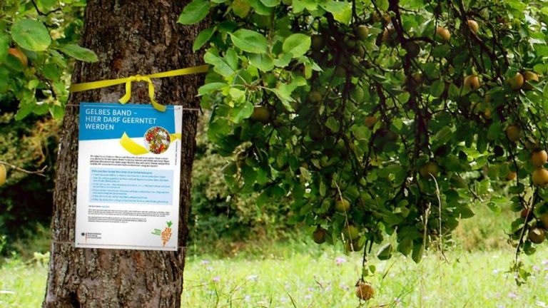 Das Gelbe Band: Dein Freifahrtschein zu frischem Obst und einer besseren Welt