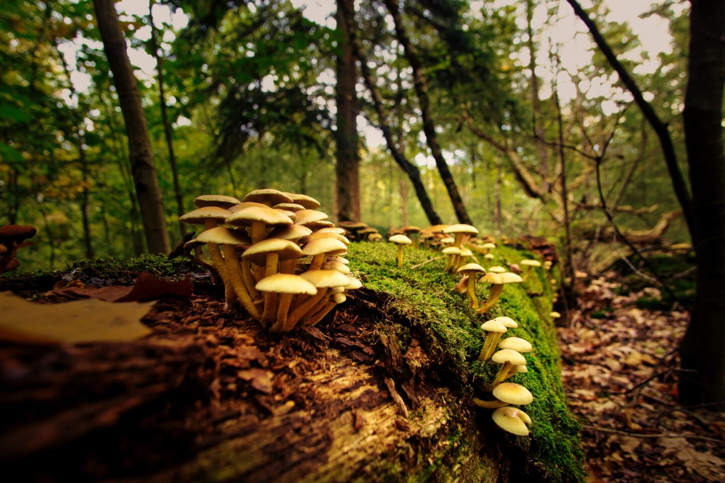Pilze wachsen auf einem moosbedeckten Baumstamm im Wald.