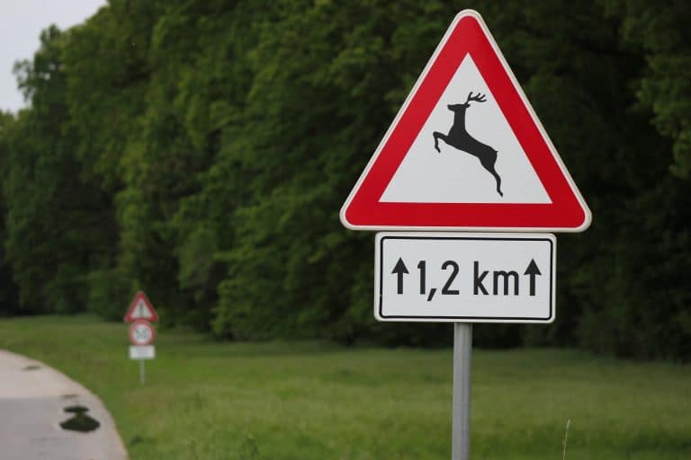 Herbst-Tipp: So vermeidest du tödliche Kollisionen mit Wildtieren – Was jeder Autofahrer jetzt wissen muss!